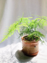 Load image into Gallery viewer, ASPARAGUS FERN IN RUSTIC POT
