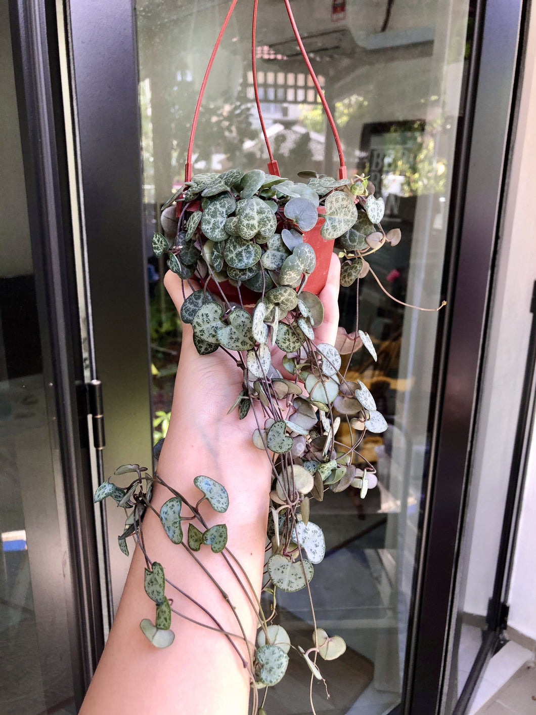 CEROPEGIA WOODII (STRING OF HEARTS) berrykinn