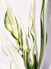 Load image into Gallery viewer, DRACAENA WHITE GREEN STRIPES berrykinn
