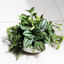 Load image into Gallery viewer, Peperomia Arrangement
