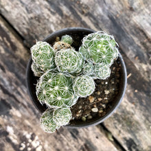 Load image into Gallery viewer, MAMMILLARIA GRACILIS berrykinn
