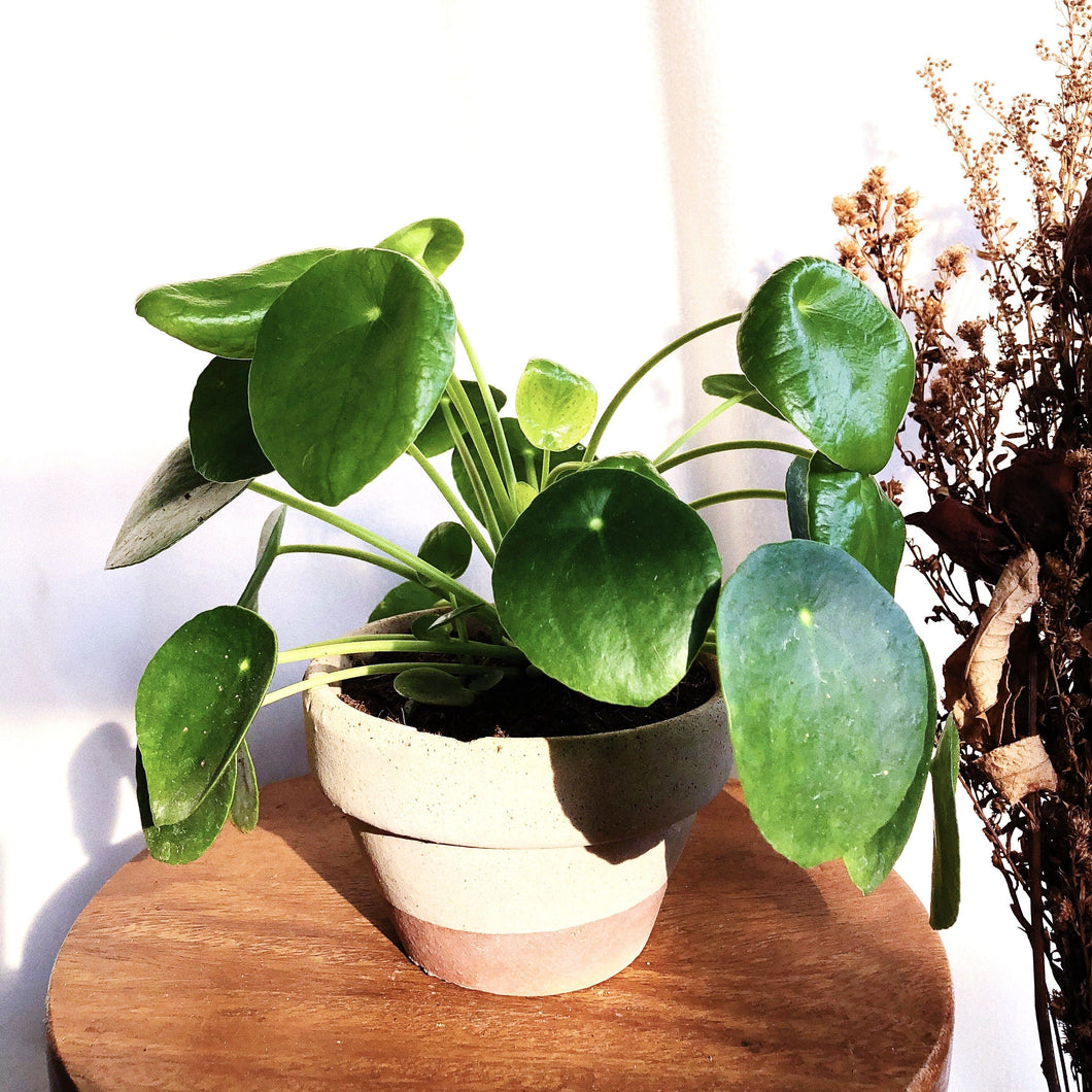 PILEA PEPEROMIODES IN A CLAY POT berrykinn