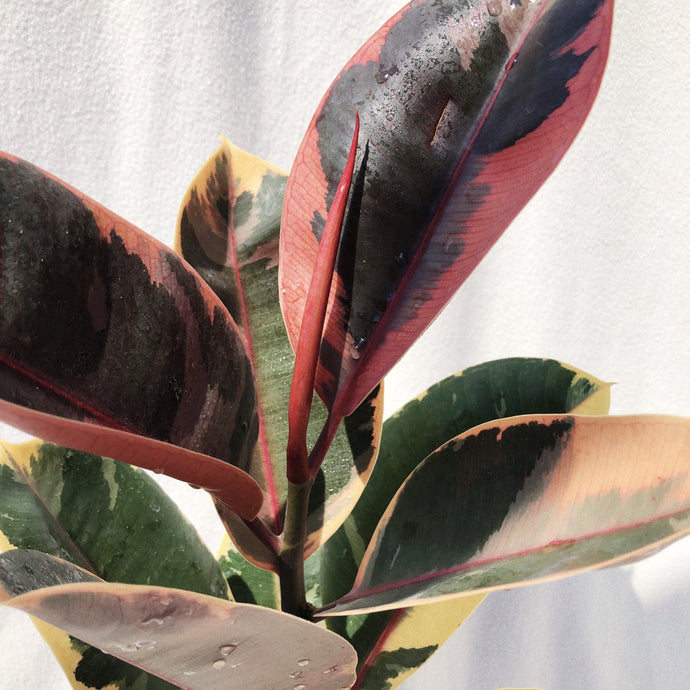 RUBBER PLANT, RED RUBY FICUS ELASTICA berrykinn